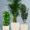 Areca-Money-Plant-Benjamina-Plants-Bundle-Beige-Floral-Pots_b3e90963-b4f0-4e09-ad68-6b0a4e48f5cf Areca-Money-Plant-Benjamina-Plants-Bundle-Beige-Floral-Ceramic-Pots