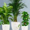 Areca-Money-Plant-Dieffenbachia-Plants-Bundle-Blossom-White-Pots_65f3d903-bd10-418c-b782-7c979cde71eb Areca-Money-Plant-Dieffenbachia-Plants-Bundle-Blossom-White-Ceramic-Pots