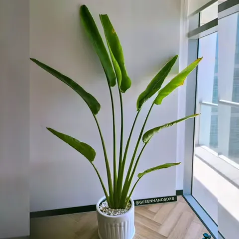 Office 06