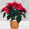 Potted-Christmas-Plant-Poinsettia-in-Terracotta-Little-Girl-Face-Planter-Terracotta