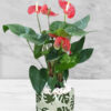 Potted-Holland-Red-Anthurium-Plant-in-Monstera-Deliciosa-Pattern-Pot-1 Potted-Holland-Red-Anthurium-Plant-in-Monstera-Deliciosa-Pattern-Pot-1