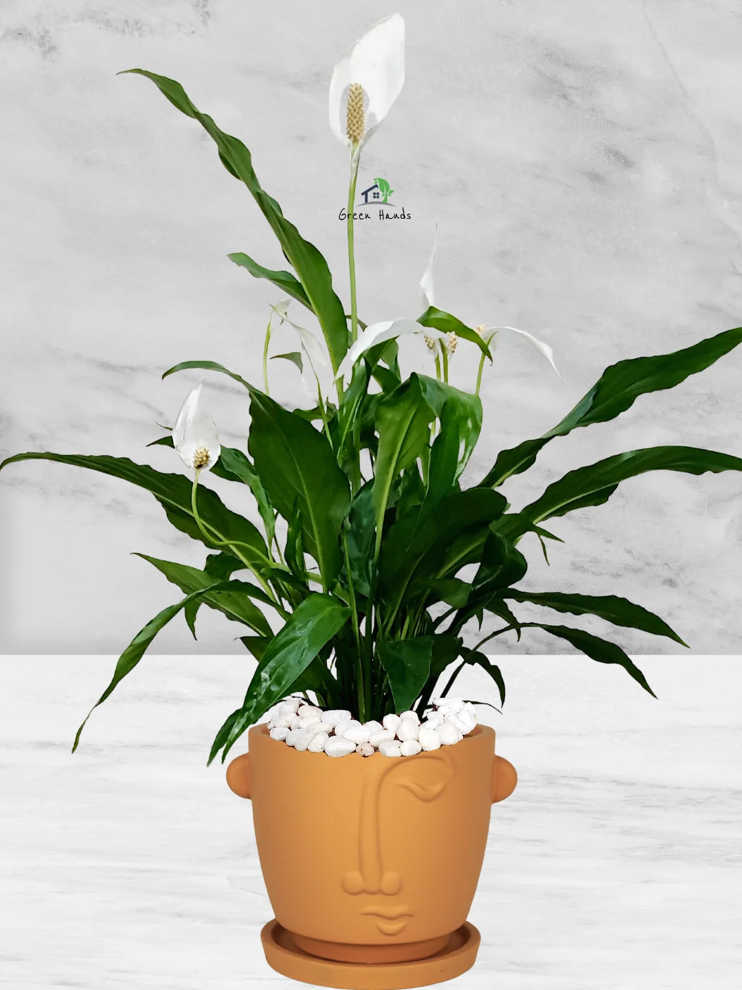 Potted Peace Lily: The Ultimate Air-Purifying Plant in a Modern Decor Pots - Image 9