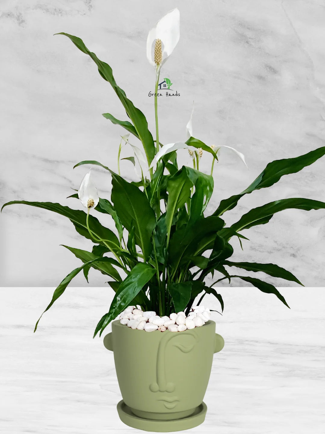Potted Peace Lily: The Ultimate Air-Purifying Plant in a Modern Decor Pots - Image 11