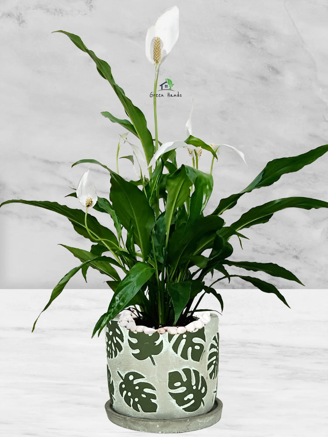 Potted Peace Lily: The Ultimate Air-Purifying Plant in a Modern Decor Pots - Image 17