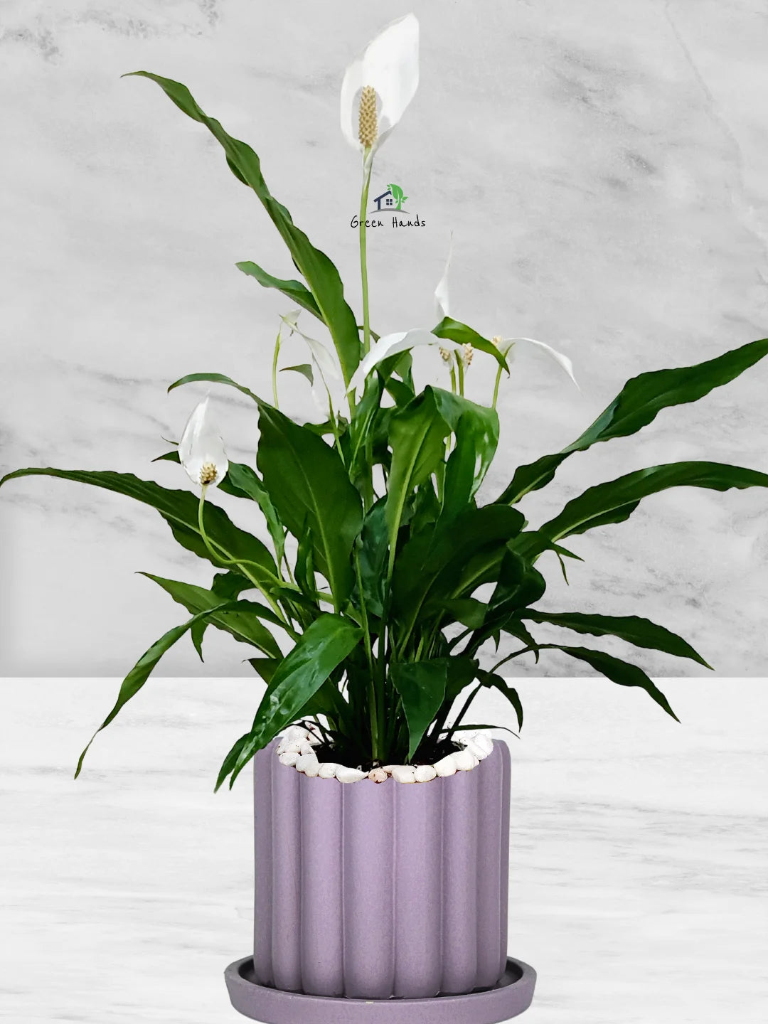 Potted Peace Lily: The Ultimate Air-Purifying Plant in a Modern Decor Pots - Image 19
