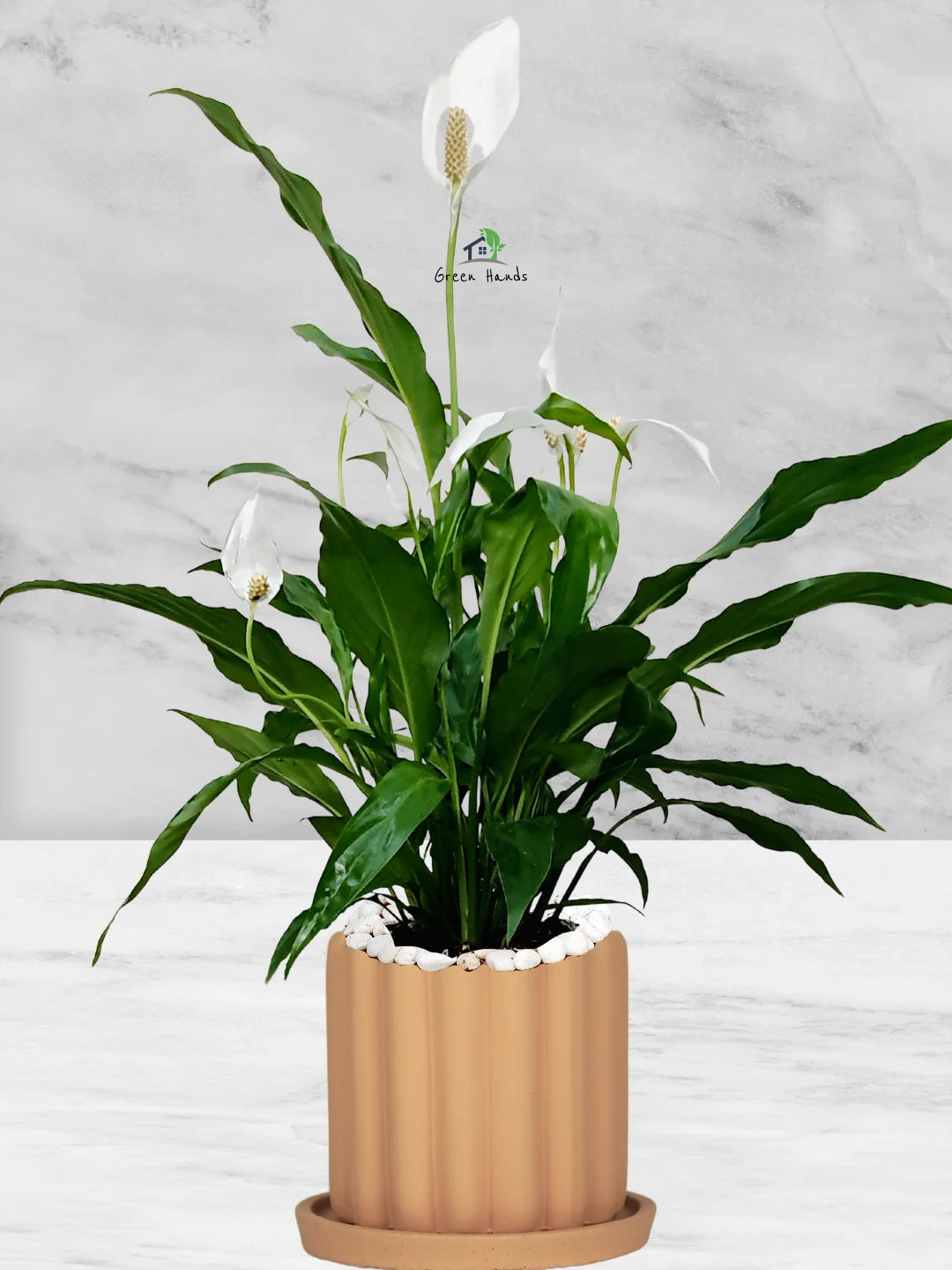Potted Peace Lily: The Ultimate Air-Purifying Plant in a Modern Decor Pots - Image 20