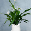Potted-Peace-Lily-in-Sustainable-3D-Sculptural-Planter-White-1
