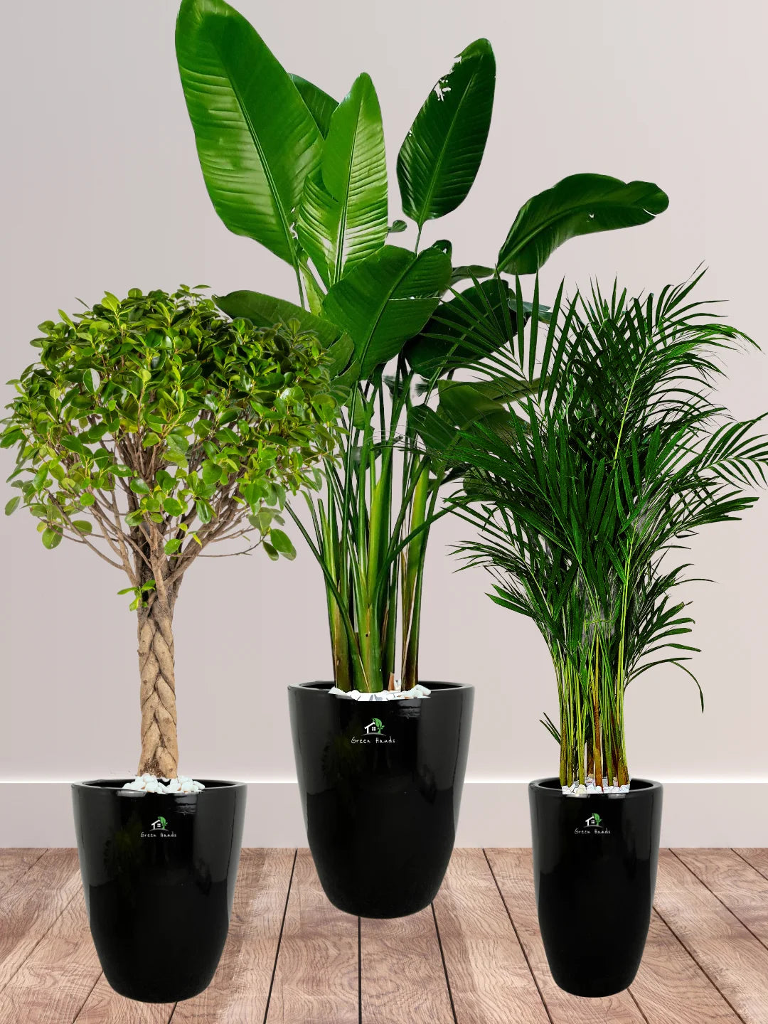 Potted-XL-Bird-of-Paradise-Twisted-Bonsai-Areca-Palm-Bundle-Regular-Ceramic-Black-Pot