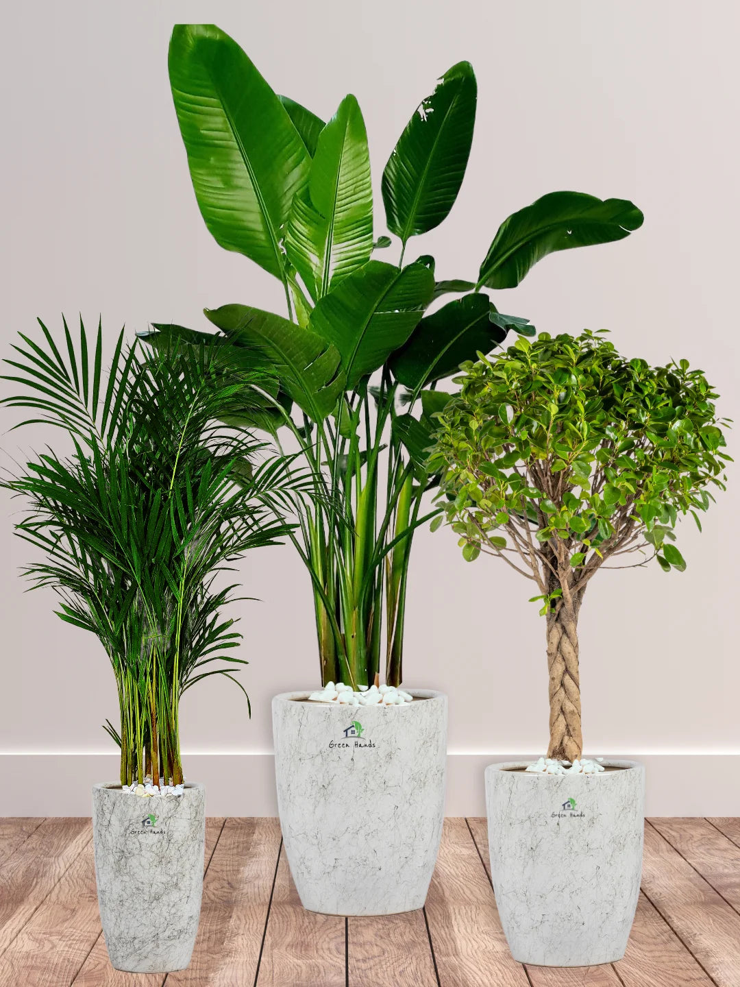 Potted-XL-Bird-of-Paradise-Twisted-Bonsai-Areca-Palm-Bundle-Regular-Ceramic-Marble-Grey-Pot