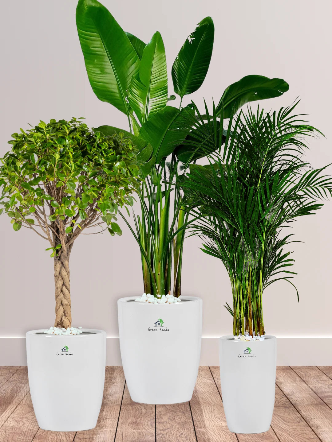 Potted-XL-Bird-of-Paradise-Twisted-Bonsai-Areca-Palm-Bundle-Regular-Ceramic-White-Pot