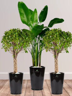 Potted-XL-Mature-Bird-of-Paradise-two-Twisted-Bonsais-in-Premium-Ceramic-Black-Pot