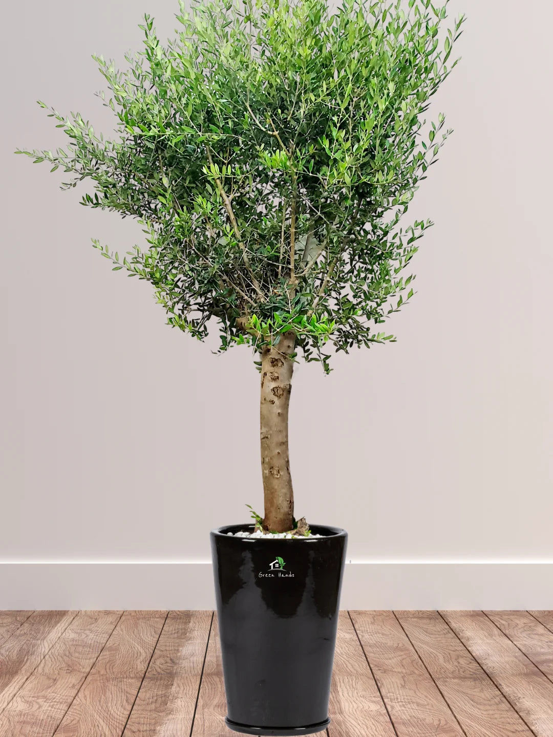 Potted XL Outdoor Olive Tree - Image 9