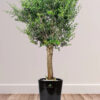 Potted-XL-Mature-Olive-Tree-Premium-Ceramic-Black-Pot_1f6a9ddf-1e9d-49ee-a780-cc36a05b369b Potted-XL-Mature-Olive-Tree-Premium-Ceramic-Black-Pot