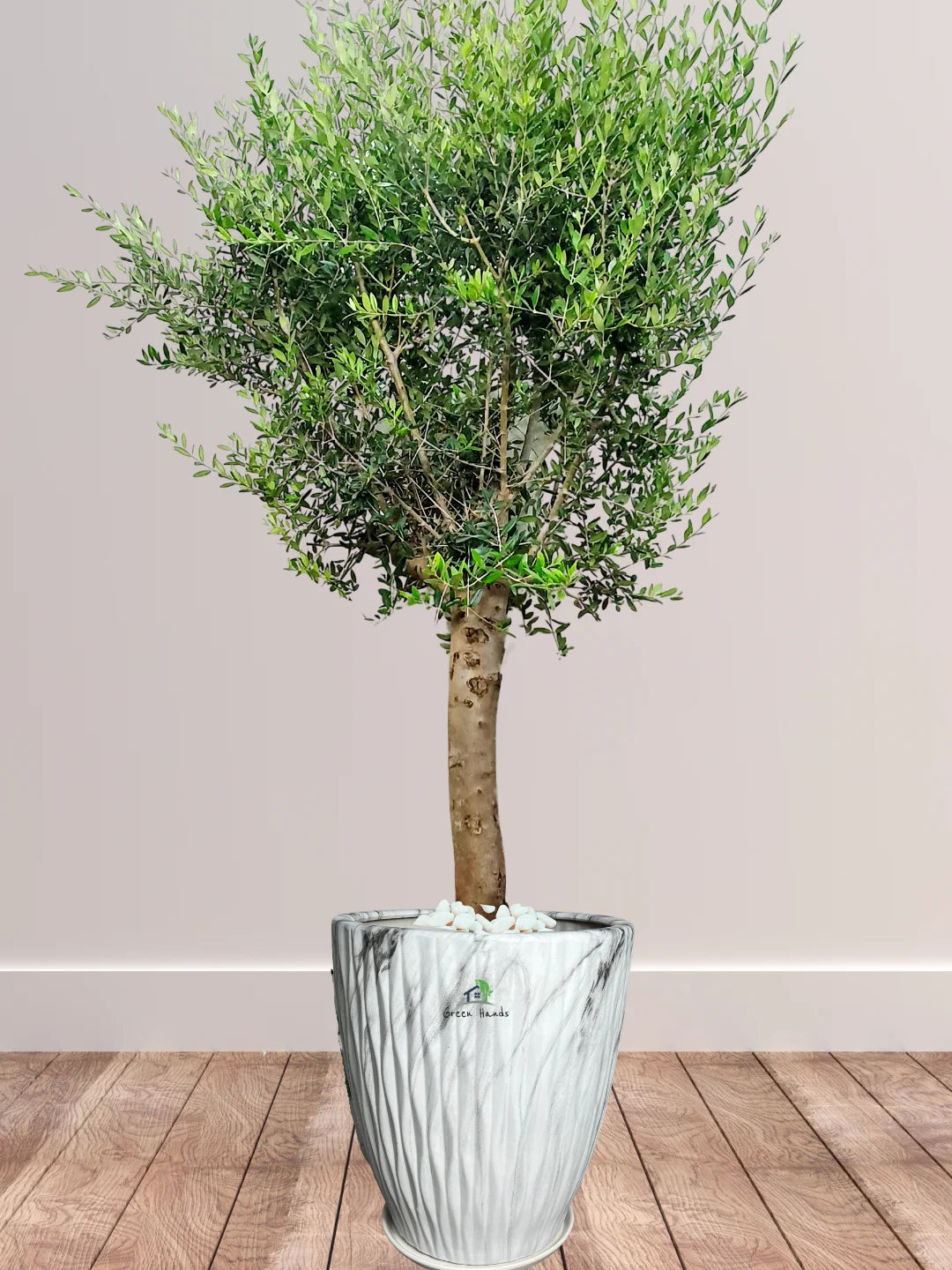 Potted XL Outdoor Olive Tree - Image 10