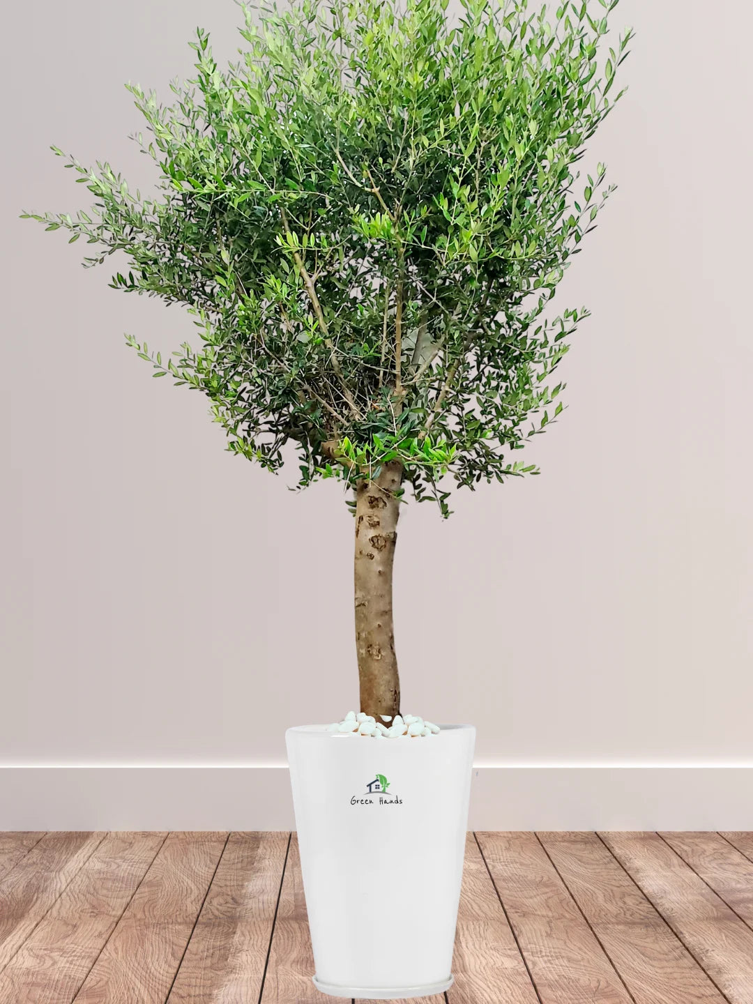 Potted-XL-Mature-Olive-Tree-Premium-Ceramic-White-Pot