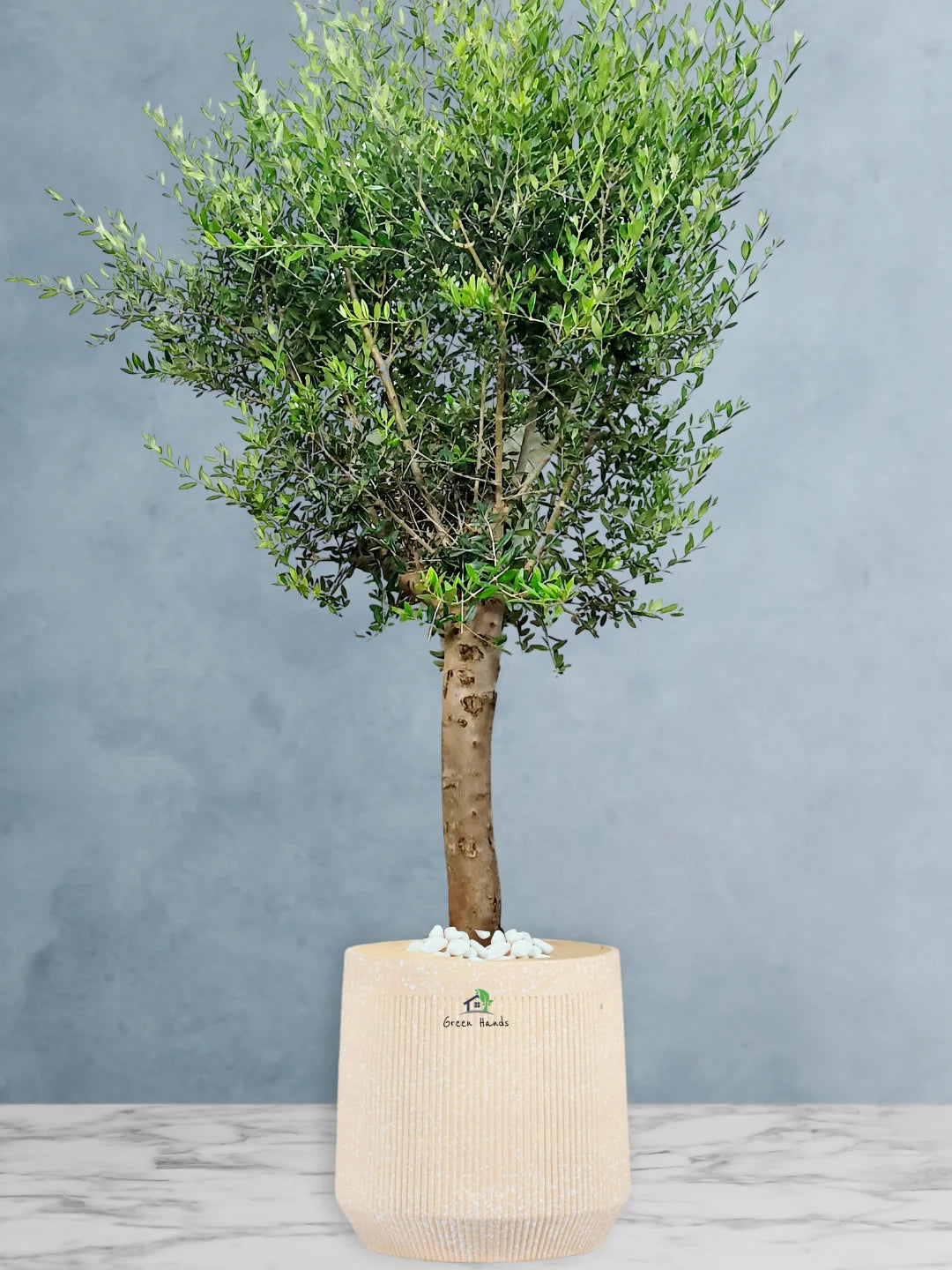 Potted XL Outdoor Olive Tree - Image 12