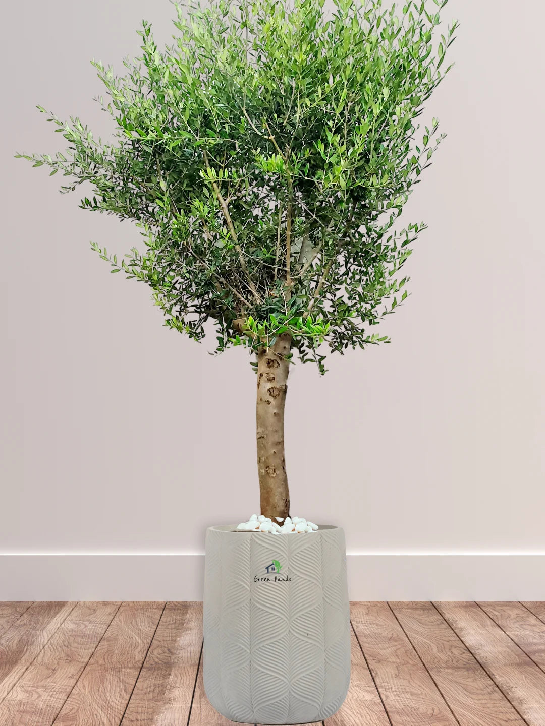 Potted-XL-Mature-Olive-Tree-Premium-Fiber-Grey-Pot