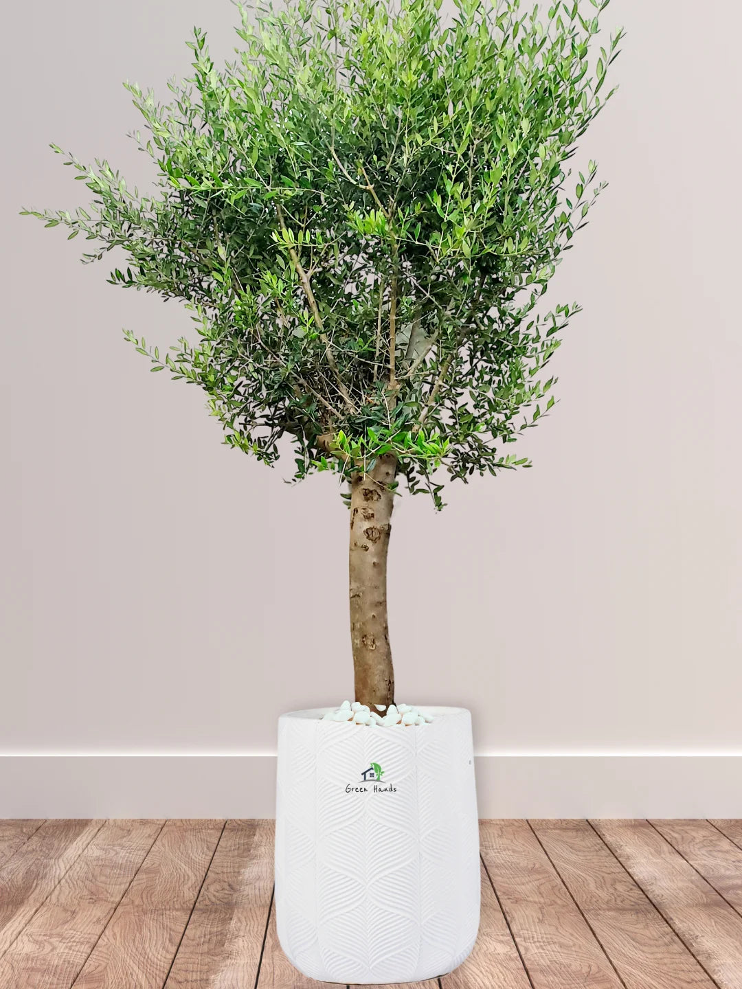 Potted XL Outdoor Olive Tree - Image 14