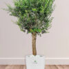Potted-XL-Mature-Olive-Tree-Regular-Ceramic-White-Pot