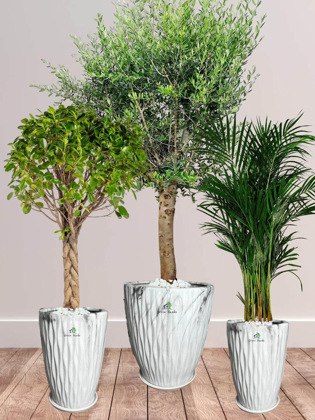 Potted-XL-Mature-Olive-Tree-Twisted-Bonsai-Areca-Palm-Bundle-Premium-Ceramic-Marble-Grey-Pots