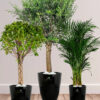 Potted-XL-Mature-Olive-Tree-Twisted-Bonsai-Areca-Palm-Bundle-Regular-Ceramic-Black-Pots Potted-XL-Mature-Olive-Tree-Twisted-Bonsai-Areca-Palm-Bundle-Regular-Ceramic-Black-Pots
