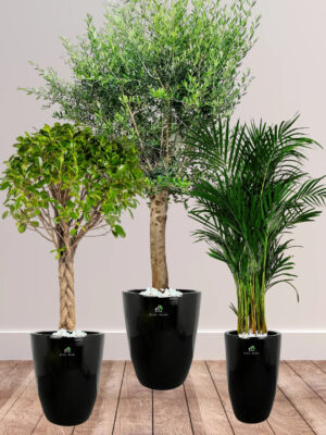 Potted-XL-Mature-Olive-Tree-Twisted-Bonsai-Areca-Palm-Bundle-Regular-Ceramic-Black-Pots