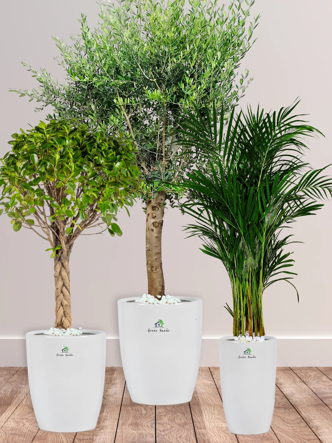 Premium Potted XL Olive, Braided Bonsai & Large Areca Bundle | Elevate Your Space in Dubai & Abu Dhabi - Image 7