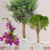 Potted-XL-Mature-Olive-Tree-Twisted-Bonsai-Bougainvillea-Bundle-Regular-Ceramic-Marble-Grey-Pot_92e37c34-3b19-42dd-8ce2-224c0c8c88bb Potted-XL-Mature-Olive-Tree-Twisted-Bonsai-Bougainvillea-Bundle-Regular-Ceramic-Marble-Grey-Pot