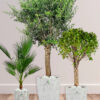 Potted-XL-Mature-Olive-Tree-Twisted-Bonsai-Washington-Palm-Bundle-Regular-Ceramic-Marble-Grey-Pot