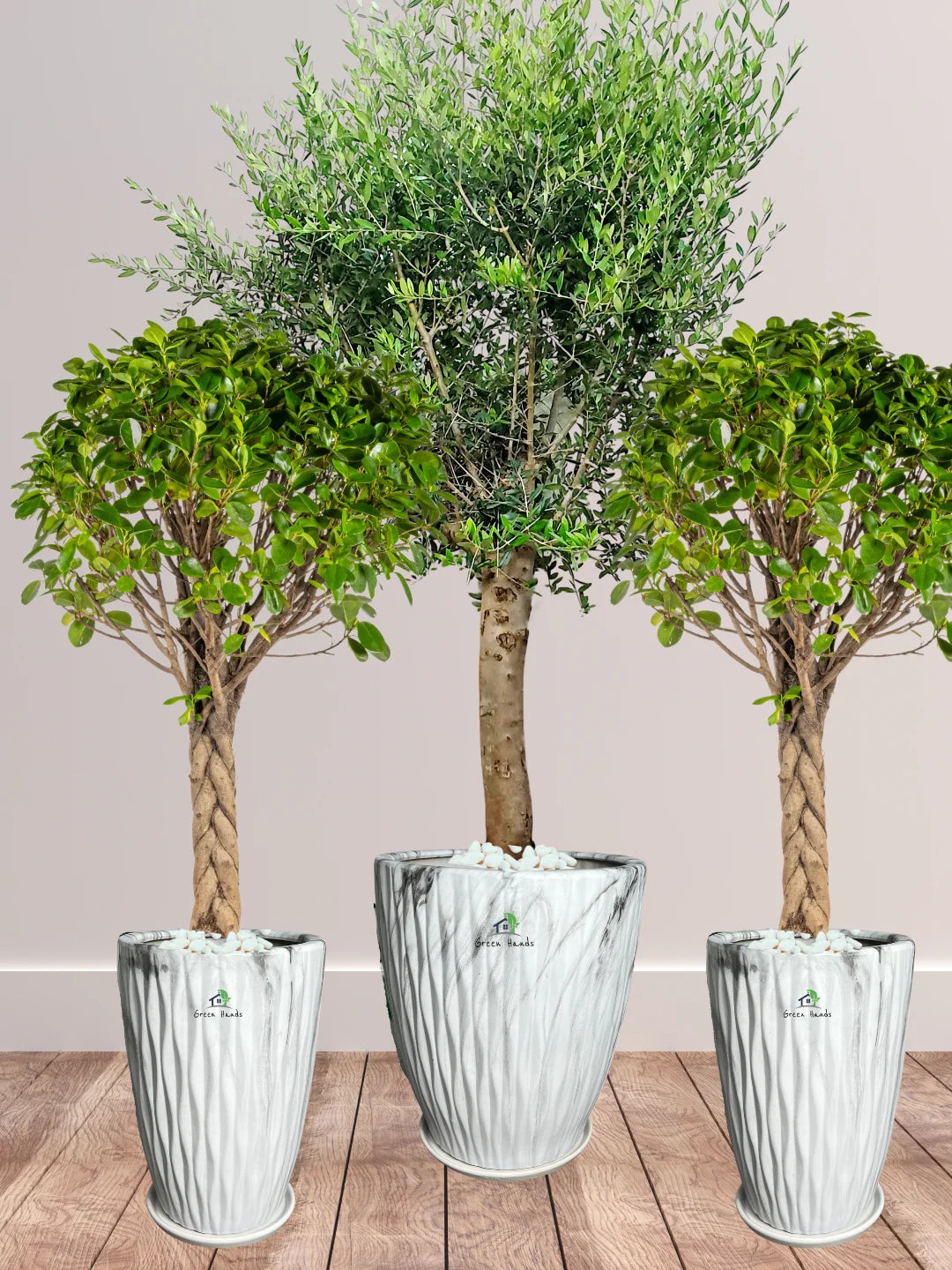 Potted-XL-Mature-Olive-Tree-two-Twisted-Bonsais-Premium-Ceramic-Marble-Grey-Pot