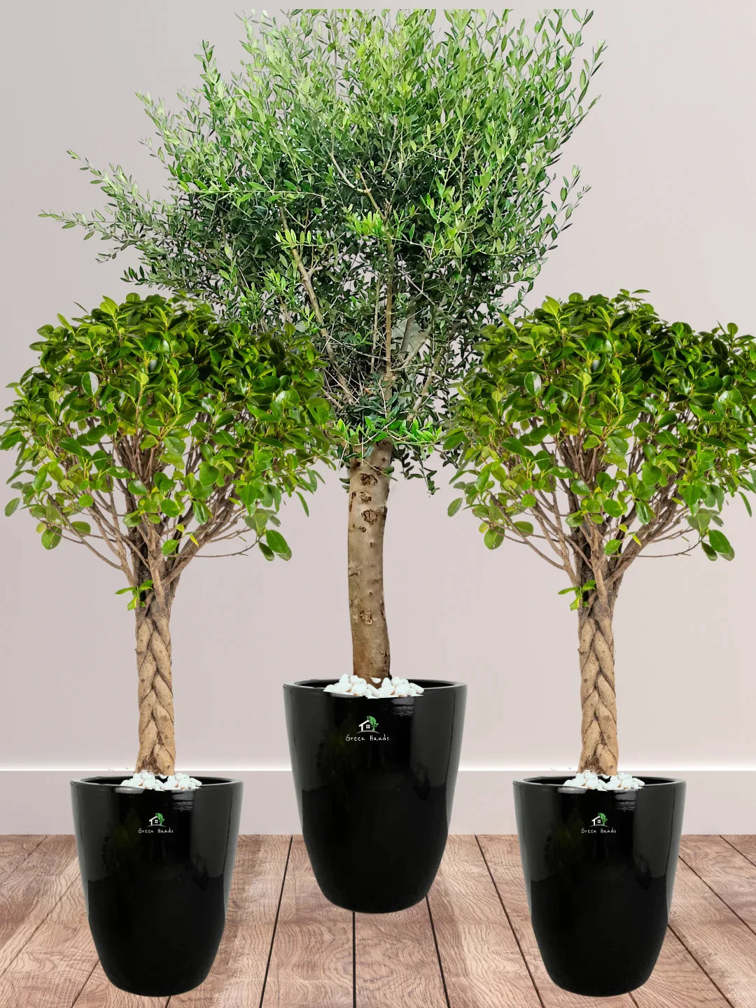 Potted-XL-Mature-Olive-Tree-two-Twisted-Bonsais-in-Regular-Ceramic-Black-Pot