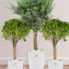 Potted-XL-Mature-Olive-Tree-two-Twisted-Bonsais-in-Regular-Ceramic-White-Pot