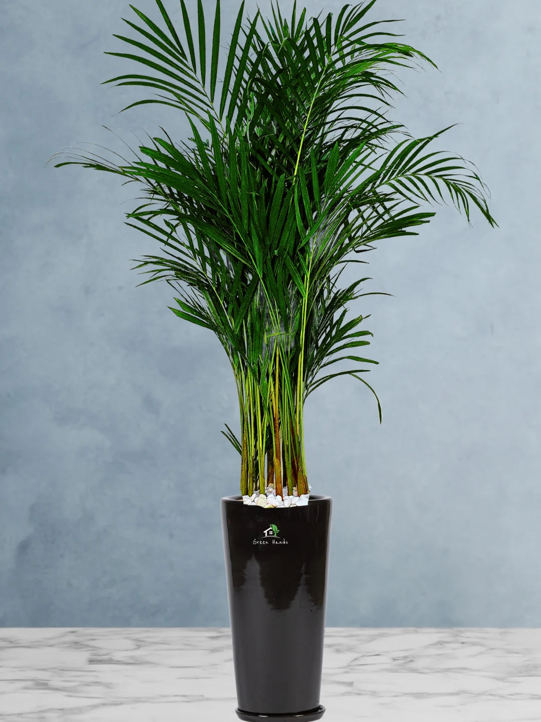 Large Potted Areca Palms - The Ultimate Air-Purifying Plant & Our Best Seller