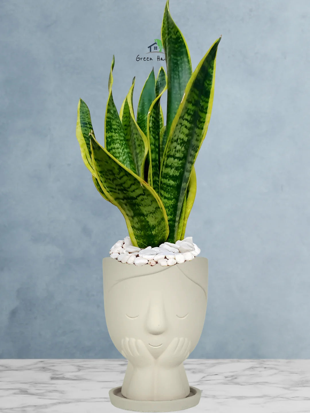 Premium Potted Desktop Snake Plant | 40-50 cm in Adorable Modern Minimalistic Planters - Image 2
