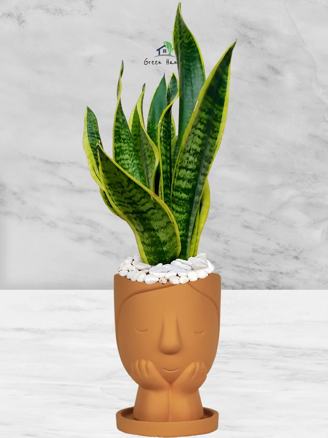Premium Potted Desktop Snake Plant | 40-50 cm in Adorable Modern Minimalistic Planters - Image 3