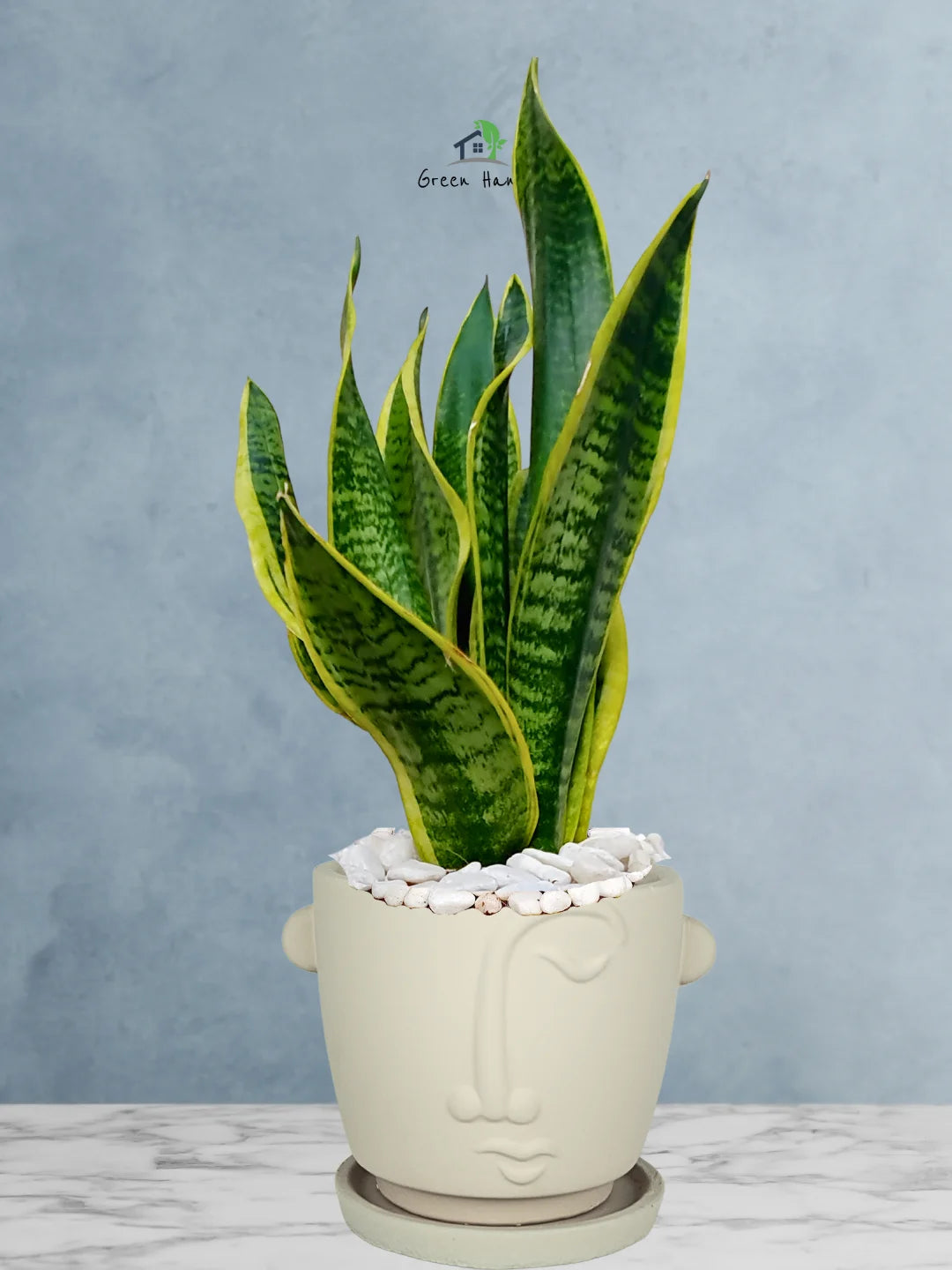 Premium Potted Desktop Snake Plant | 40-50 cm in Adorable Modern Minimalistic Planters - Image 4
