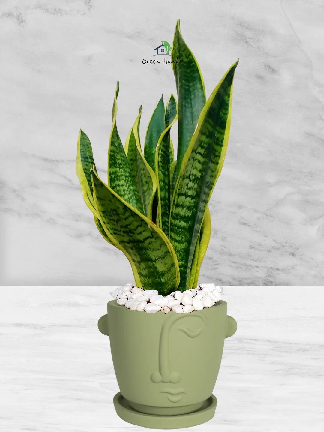 Premium Potted Desktop Snake Plant | 40-50 cm in Adorable Modern Minimalistic Planters - Image 5