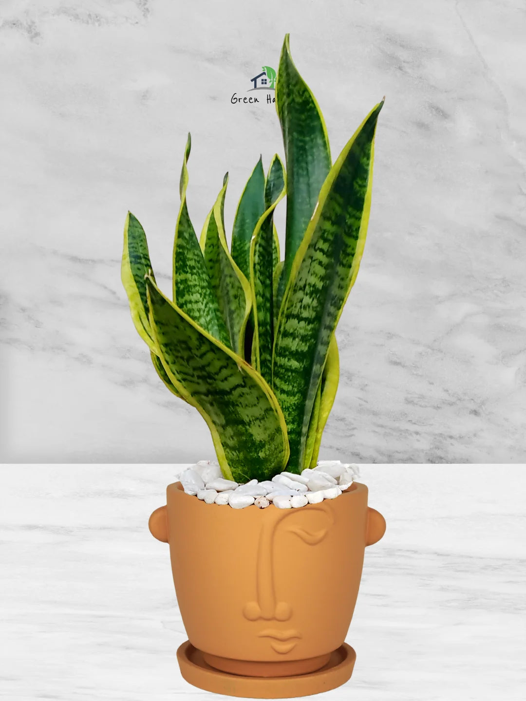 Premium Potted Desktop Snake Plant | 40-50 cm in Adorable Modern Minimalistic Planters - Image 6
