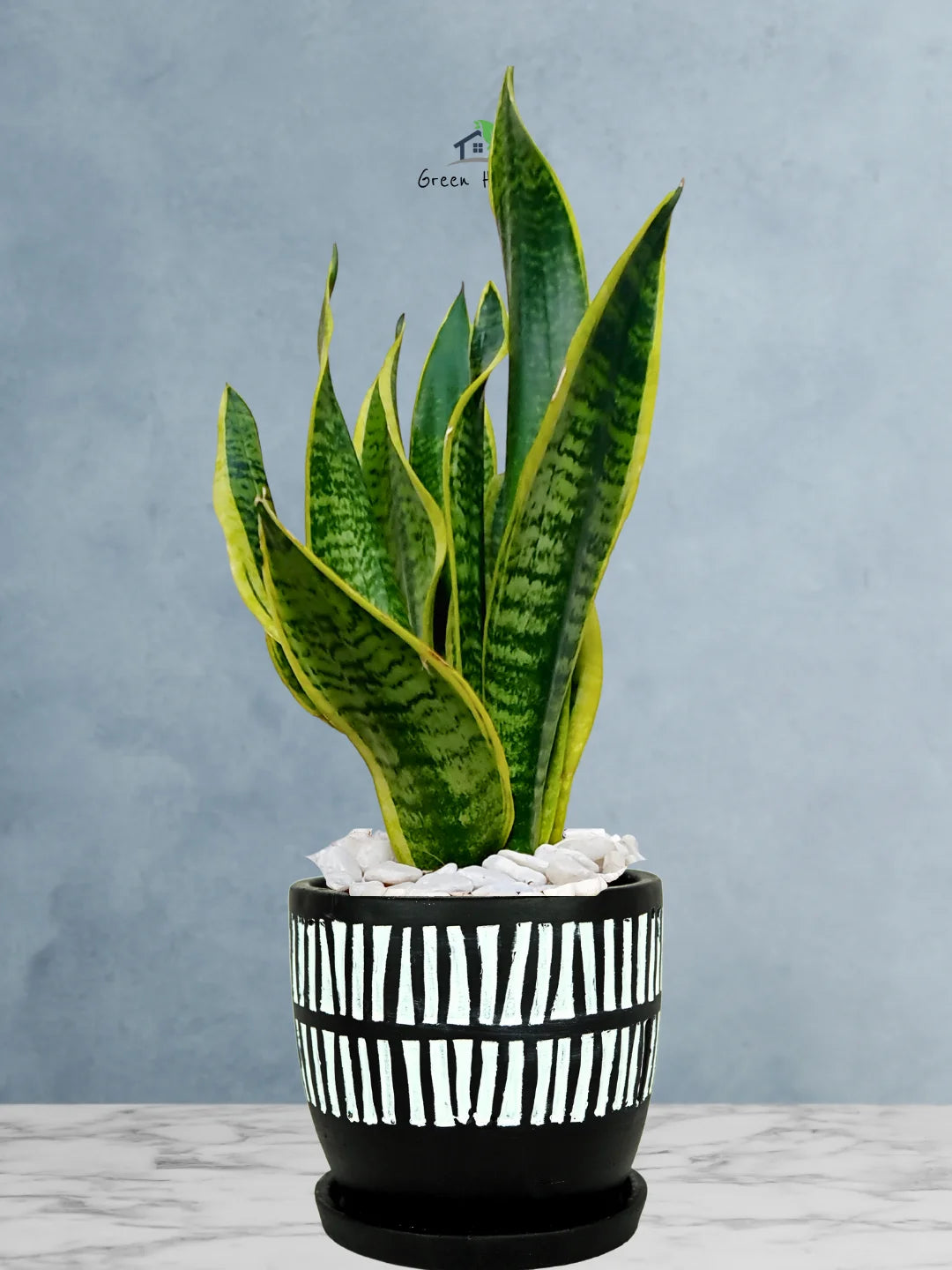 Premium Potted Desktop Snake Plant | 40-50 cm in Adorable Modern Minimalistic Planters - Image 7