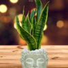 Snake-Plant-in-Buddha-Head-Planter-Large-1