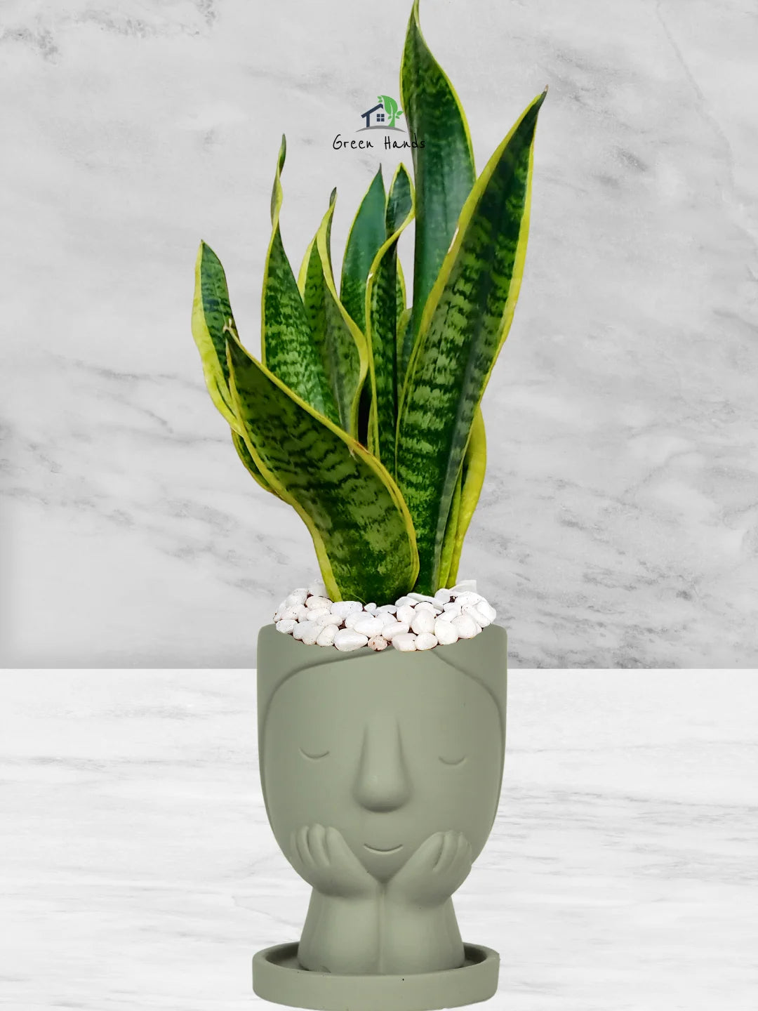 Premium Potted Desktop Snake Plant | 40-50 cm in Adorable Modern Minimalistic Planters - Image 8