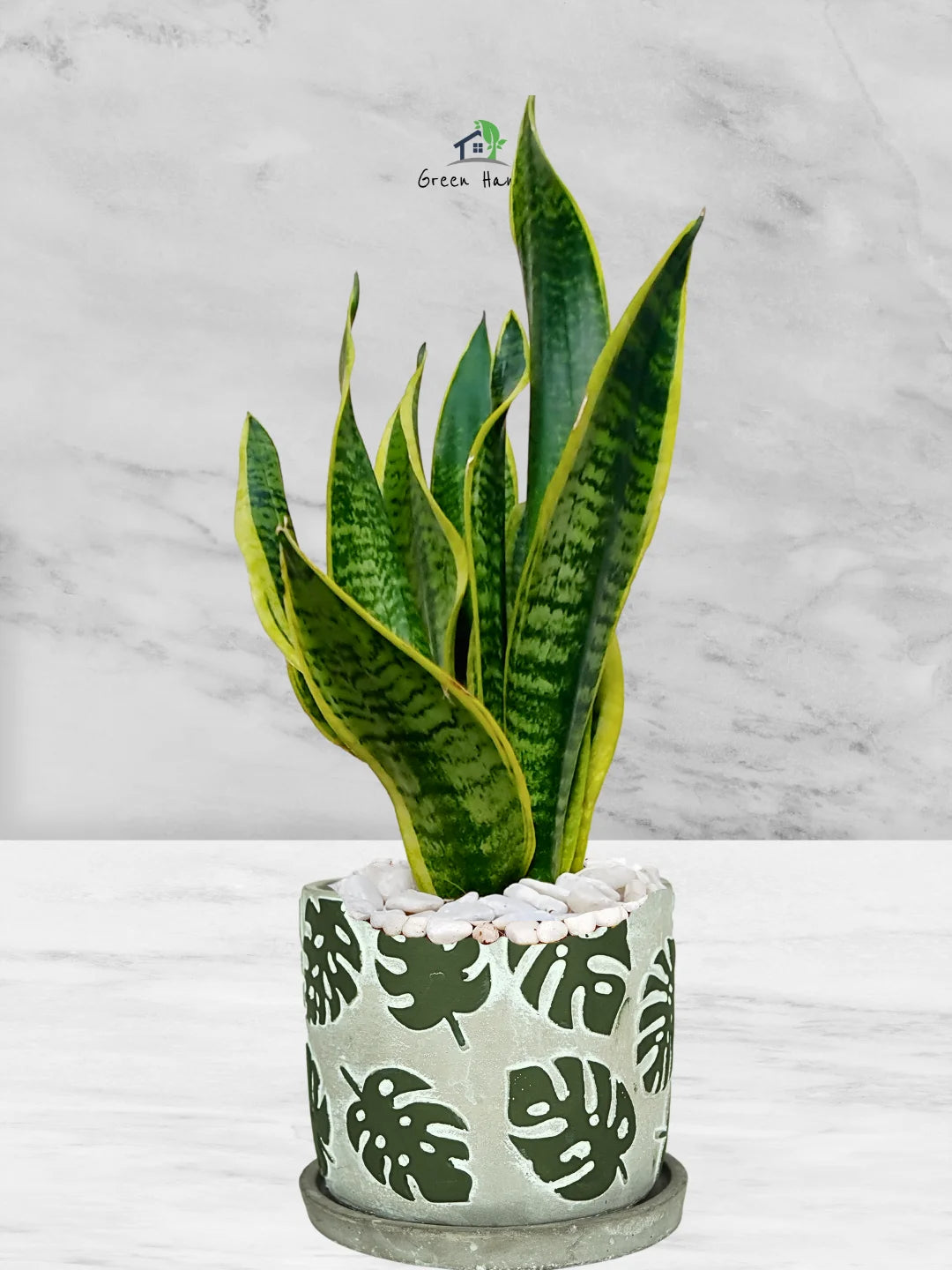 Premium Potted Desktop Snake Plant | 40-50 cm in Adorable Modern Minimalistic Planters - Image 9