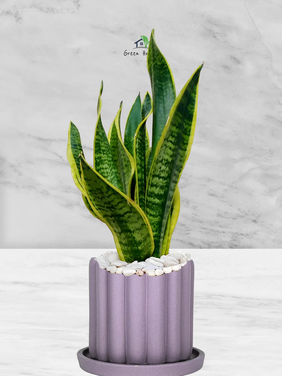 Premium Potted Desktop Snake Plant | 40-50 cm in Adorable Modern Minimalistic Planters - Image 11