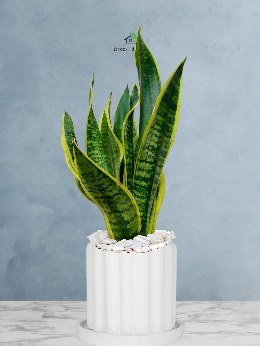 Premium Potted Desktop Snake Plant | 40-50 cm in Adorable Modern Minimalistic Planters - Image 13