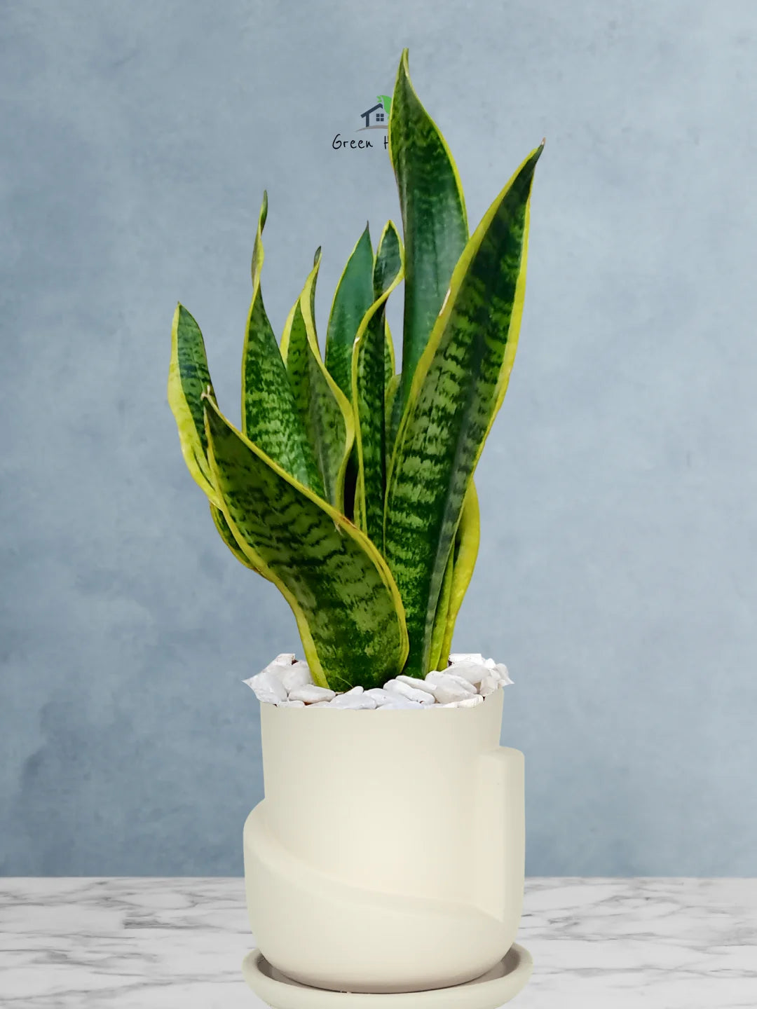 Premium Potted Desktop Snake Plant | 40-50 cm in Adorable Modern Minimalistic Planters - Image 14