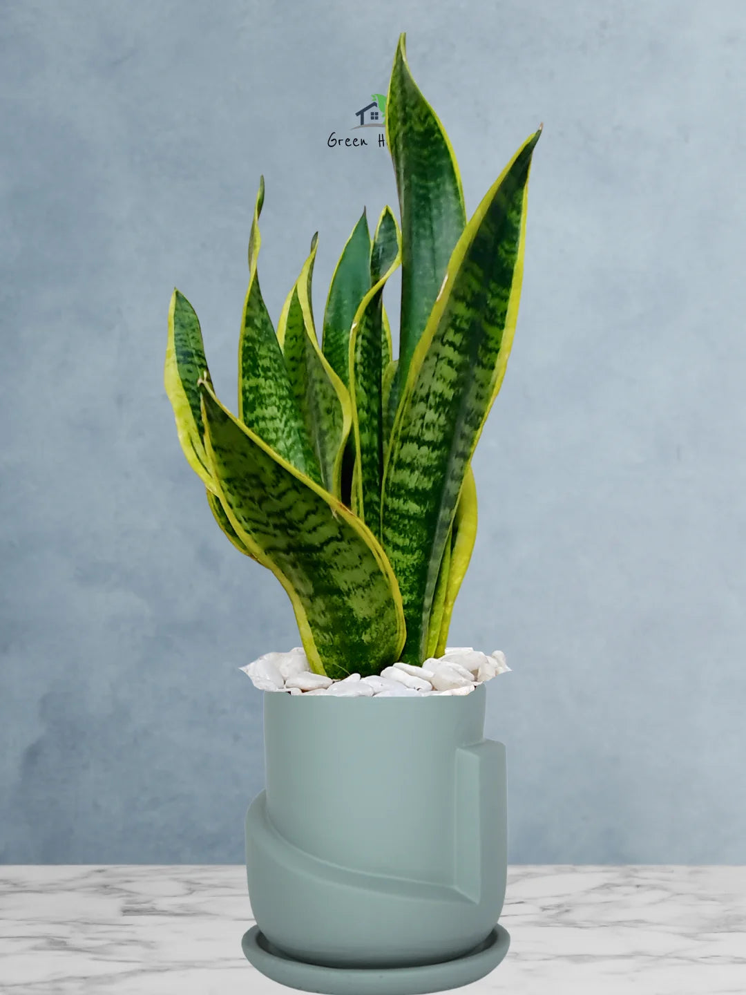 Premium Potted Desktop Snake Plant | 40-50 cm in Adorable Modern Minimalistic Planters - Image 15