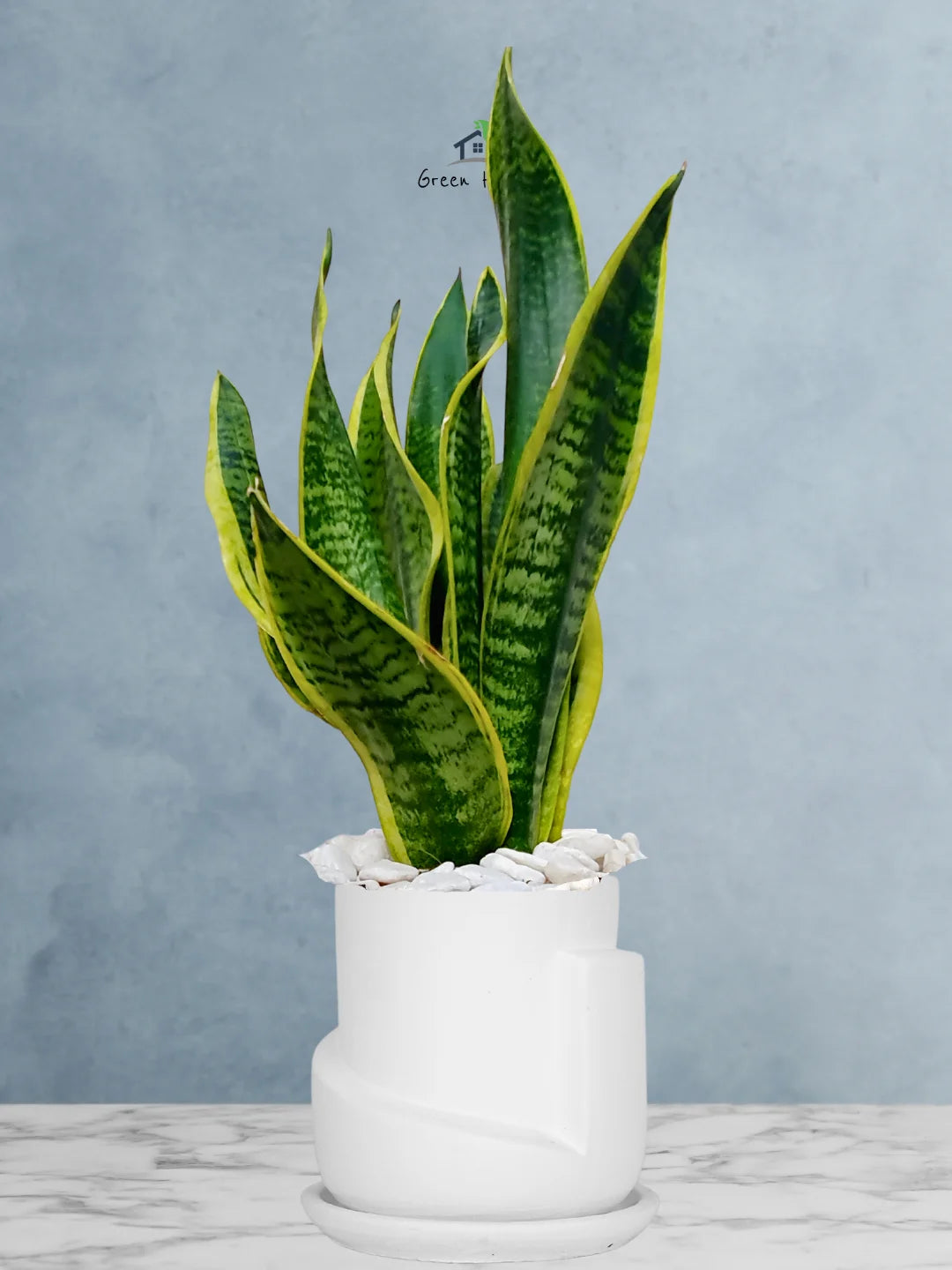 Premium Potted Desktop Snake Plant | 40-50 cm in Adorable Modern Minimalistic Planters - Image 16